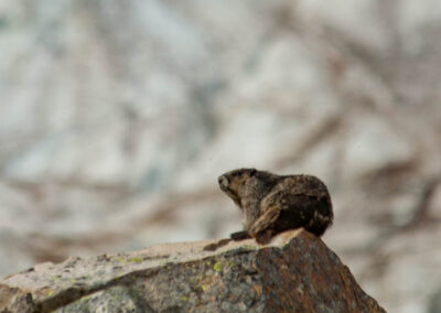 Fauna Hoary Marmot - Explore Jasper