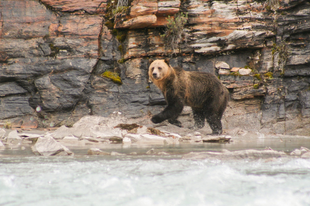 Grizzly Bear - Explore Jasper