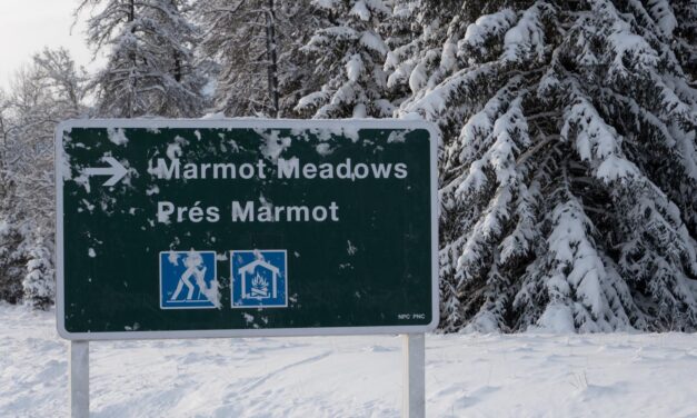 Cross-country Ski Marmot Meadows