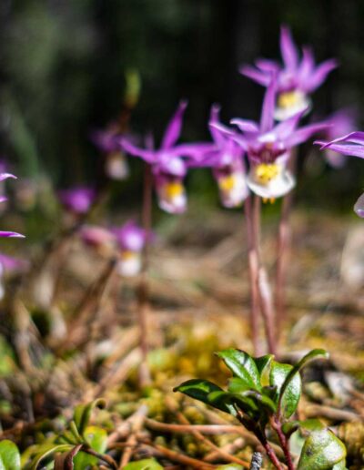 Flora Calypso Orchid - Explore Jasper