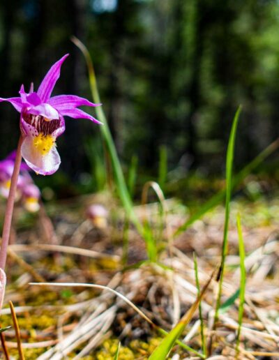 Flora Calypso Orchid - Explore Jasper