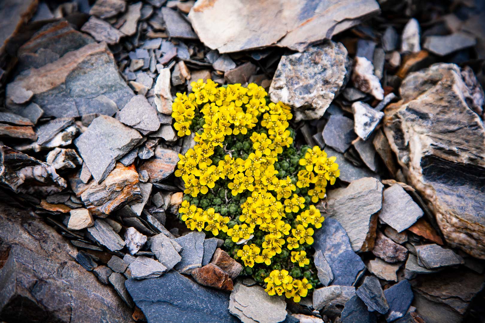 Flora Yellow Draba - Explore Jasper