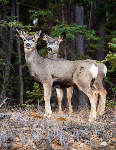 Fauna Mule Deer - Explore Jasper
