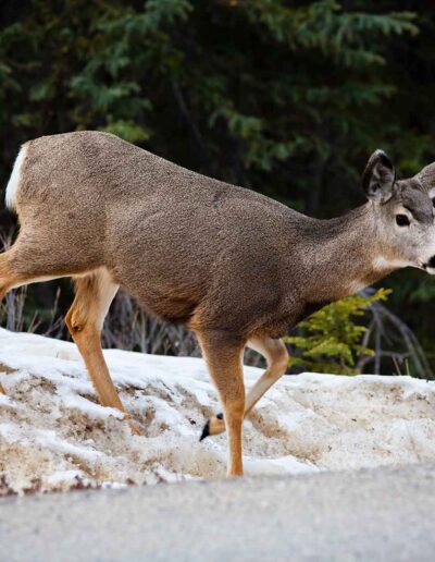 Fauna Mule Deer - Explore Jasper