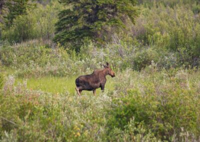 Fauna Moose - Explore Jasper