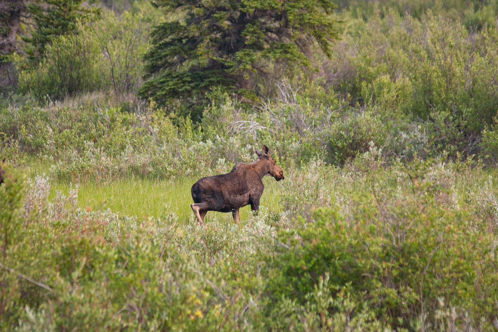Fauna Moose - Explore Jasper