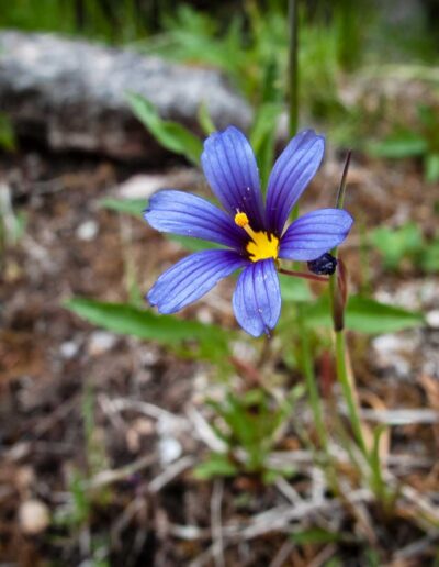 Flora Blue Eyed Grass - Explore Jasper