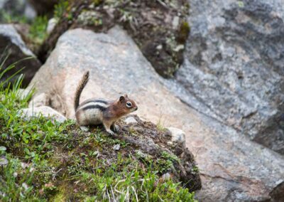 Fauna Golden Mantle Squirrel - Explore Jasper