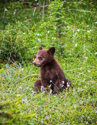Fauna Brown Bear - Explore Jasper