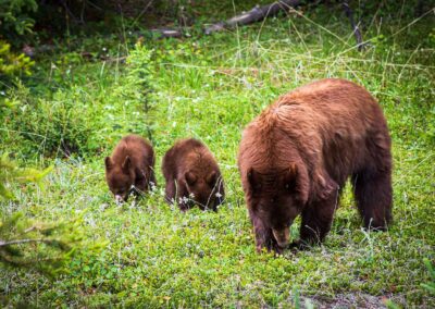 Fauna Brown Bear - Explore Jasper