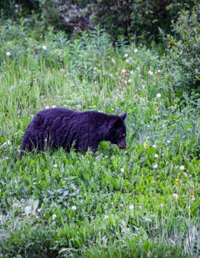 Fauna Black Bear - Explore Jasper
