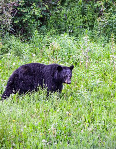 Fauna Black Bear - Explore Jasper