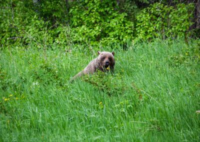Fauna Grizzly Bear - Explore Jasper