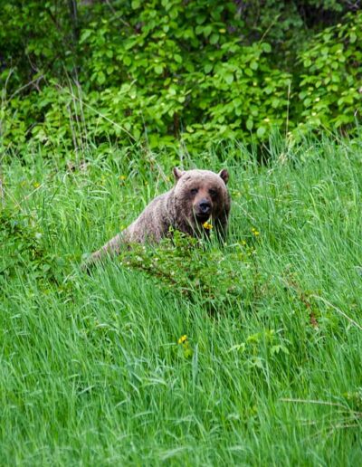 Fauna Grizzly Bear - Explore Jasper