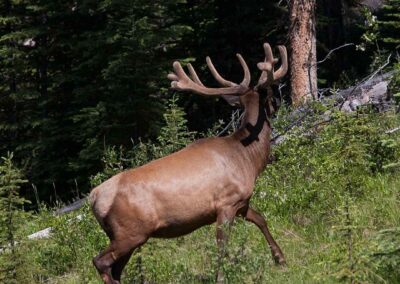 Fauna Elk - Explore Jasper