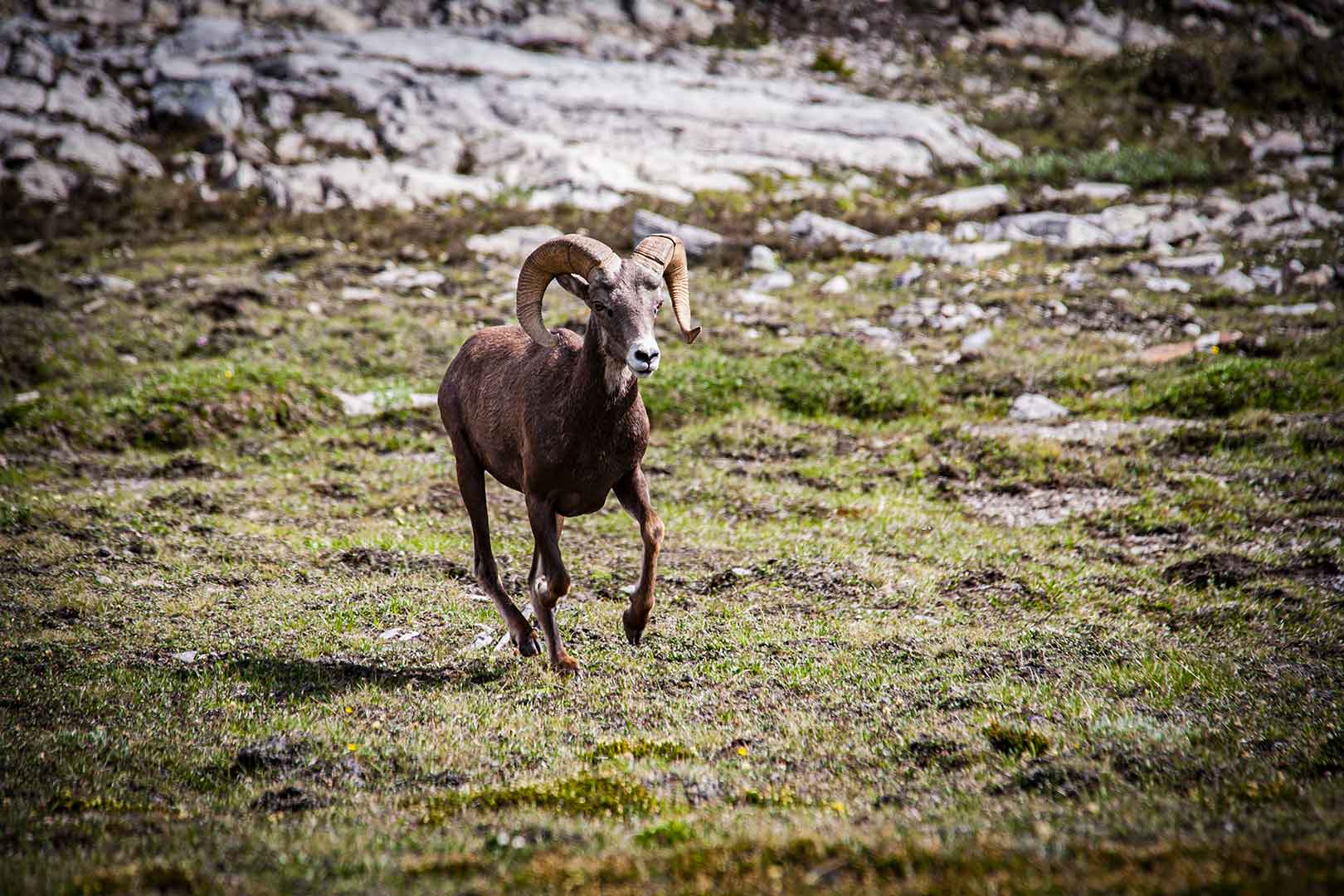 Fauna Big Horn Sheep - Explore Jasper