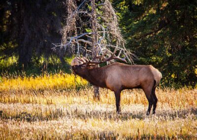 Fauna Elk - Explore Jasper