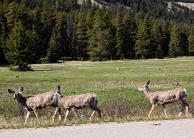 Mule Deer Crossing Road Fauna - Explore Jasper