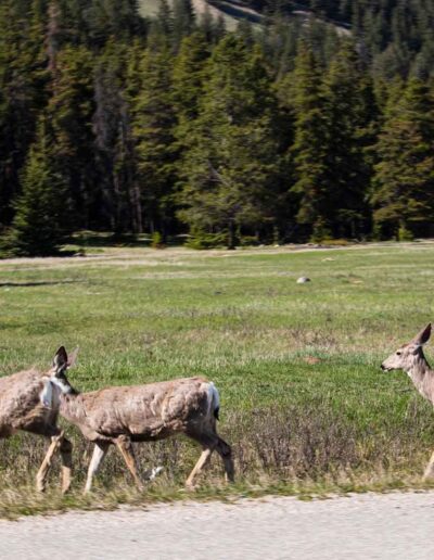 Mule Deer Crossing Road Fauna - Explore Jasper