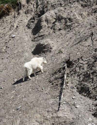 Fauna Mountain Goat - Explore Jasper