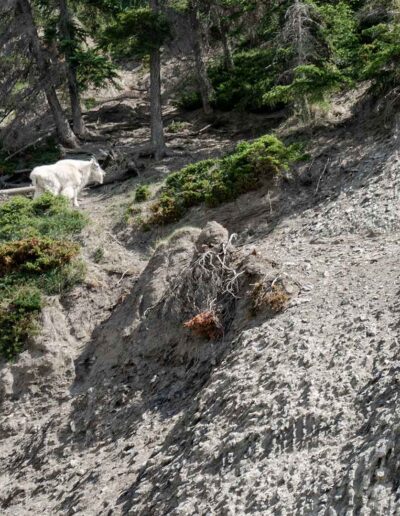 Fauna Mountain Goat - Explore Jasper