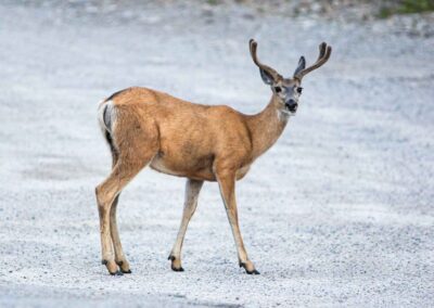 Buck Deer Fauna - Explore Jasper
