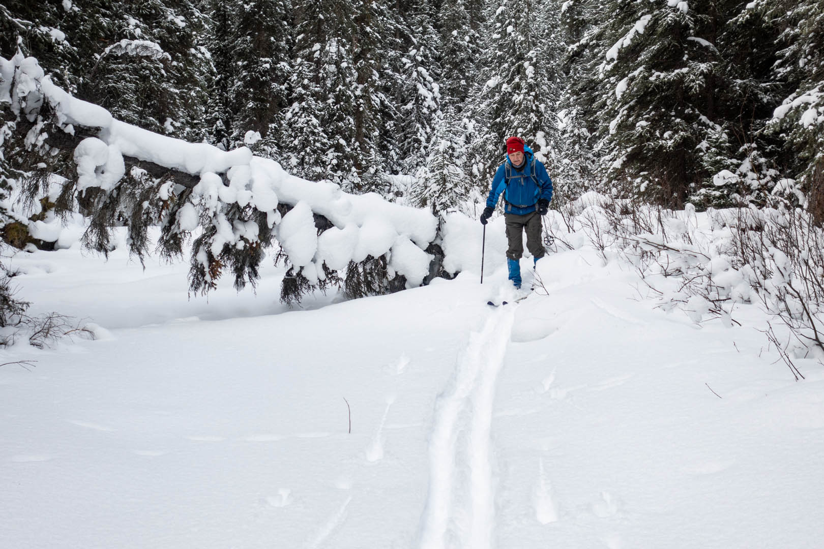 CrossCountry Ski Trappers Creek All about Jasper National Park