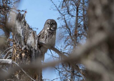 Fauna Great Grey Owl - Explore Jasper