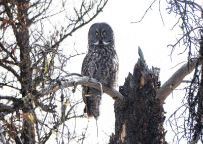 Fauna Great Grey Owl - Explore Jasper