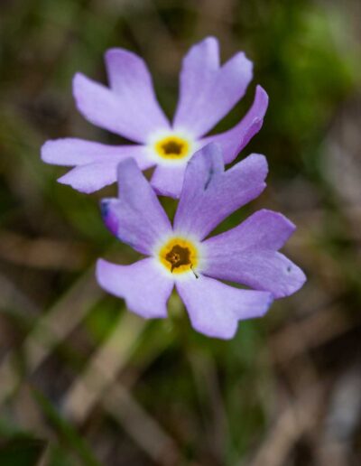 Flora Birdseye Primrose - Explore Jasper