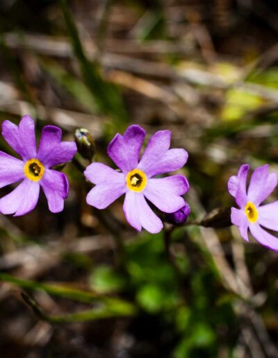 Flora Birdseye Primrose - Explore Jasper