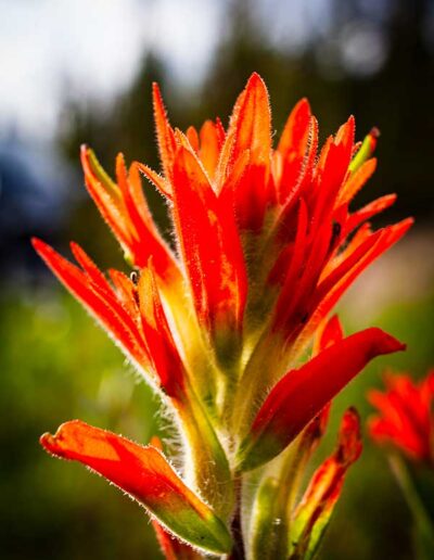 Flora Indian Paintbrush - Explore Jasper