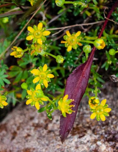 Flora Saxifrage - Explore Jasper