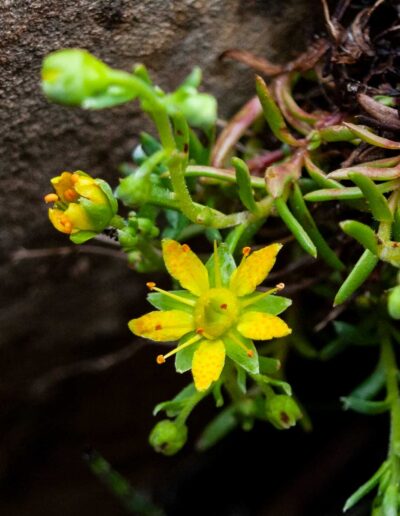 Flora Saxifrage - Explore Jasper
