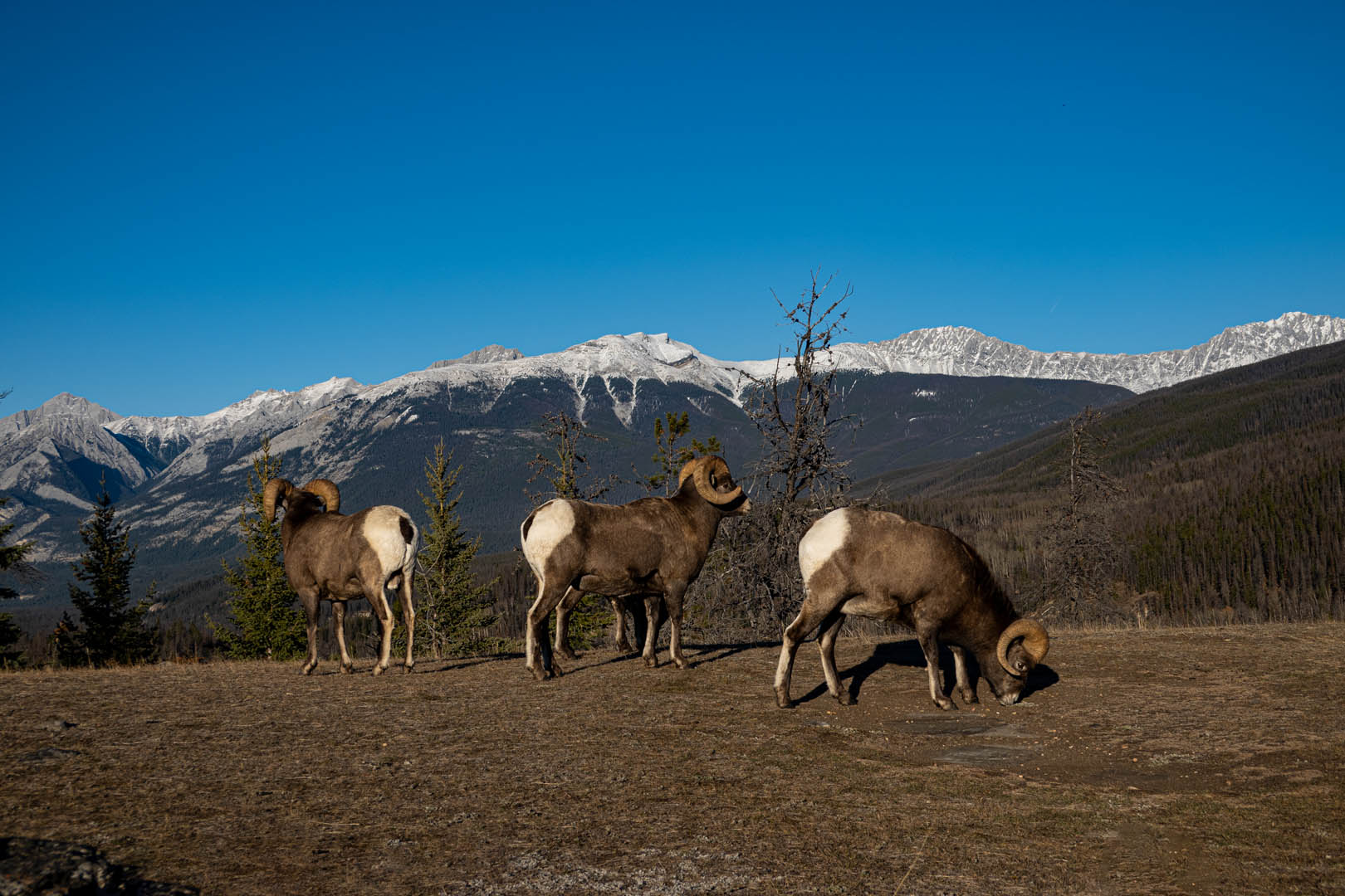 Big Horn Sheep - Trail 9c - Explore Jasper