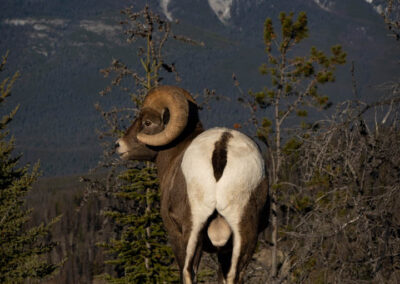 Big Horn Sheep - Trail 9c - Explore Jasper