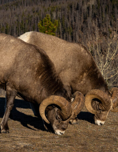 Fauna Big Horn Sheep - Explore Jasper