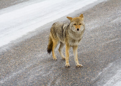 Fauna Coyote - Explore Jasper