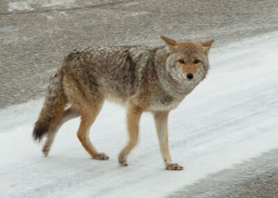Fauna Coyote - Explore Jasper