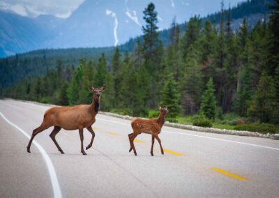 Elk Crossing road Fauna - Explore Jasper