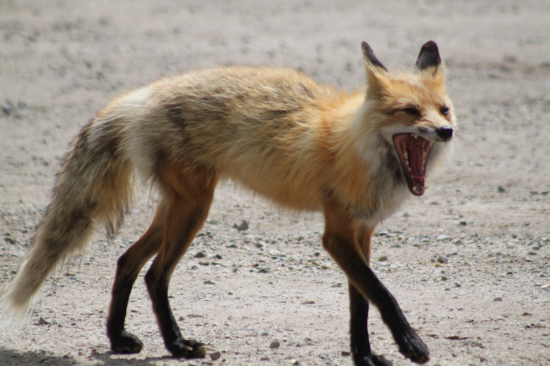 Fauna Red Fox - Explore Jasper