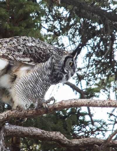 Fauna Great Horned Owl - Explore Jasper