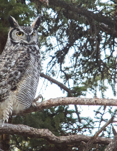 Fauna Great Horned Owl - Explore Jasper