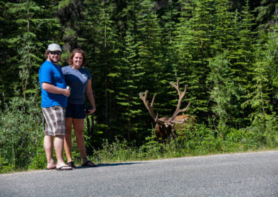 Maligne Valley Elk Summer - Explore Jasper