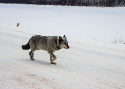 Fauna Wolf - Explore Jasper