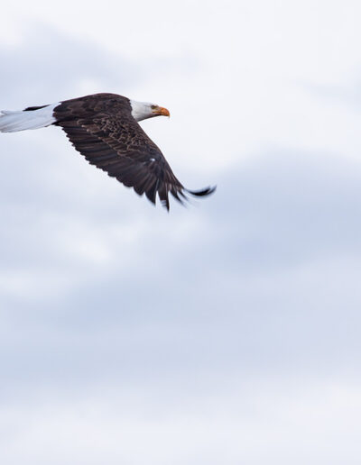 Fauna Bald Eagle - Explore Jasper