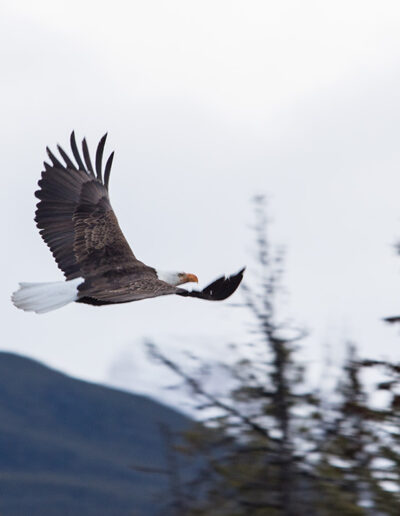 Fauna Bald Eagle - Explore Jasper