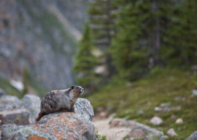 Fauna Hoary Marmot - Explore Jasper