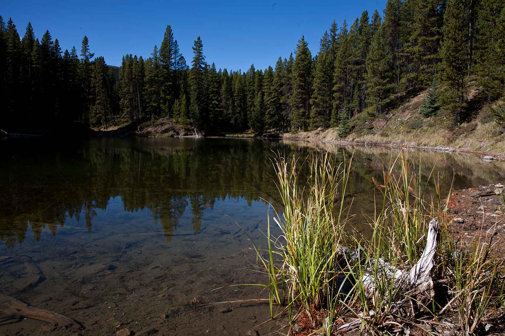 Hiking Moose Lake Loop All about Jasper National Park