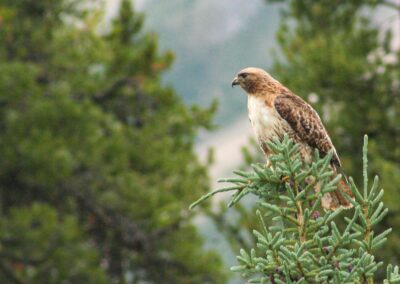 Fauna Redtail Hawk - Explore Jasper